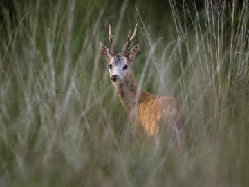 Letnie działania w Przedborskim Parku Krajobrazowym 2025, 